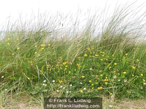 Strandhill